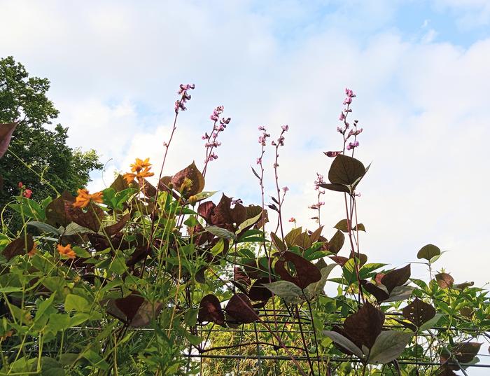 hyacinth beans blooming