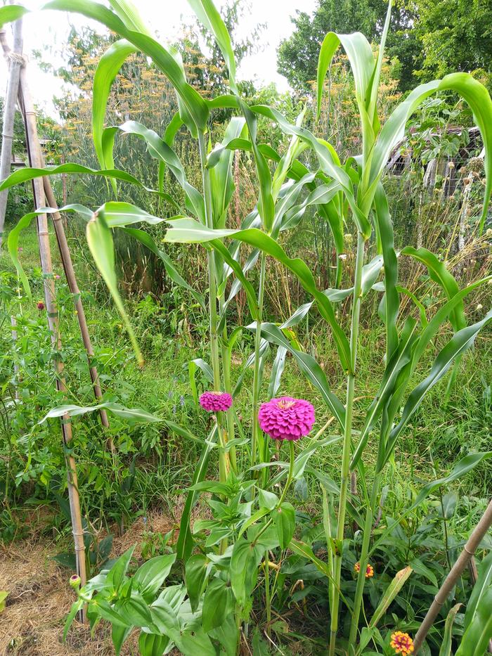 zinnias, maybe sorghum?
