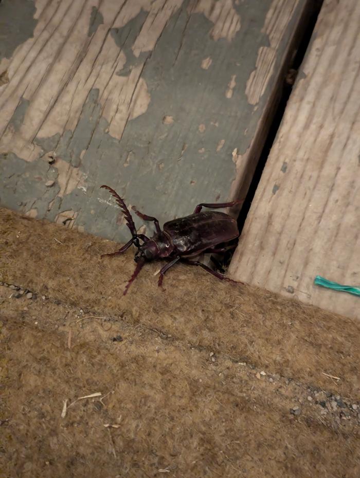 This Beetle Was Soon Made Unalive