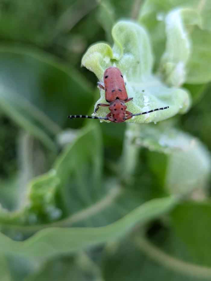 Milkweed Borer Beetle 