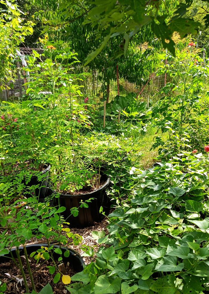 tub garden...moringa, sweet potatoes, dahlias,