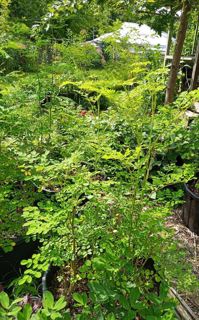 moringa