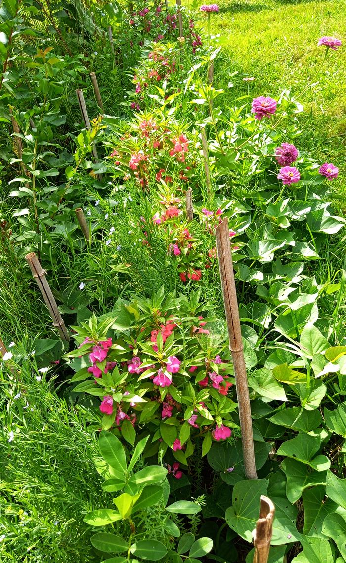 sweet potatoes, balsam, flax, echinacea, etc.