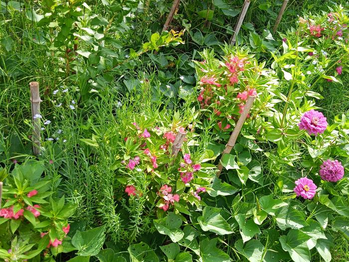 sweet potato, flax, zinnia, balsam, echinacea, etc