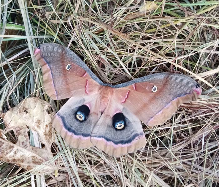 antheraea polyphemus