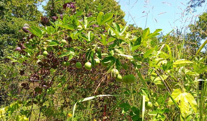 passionflower vine 