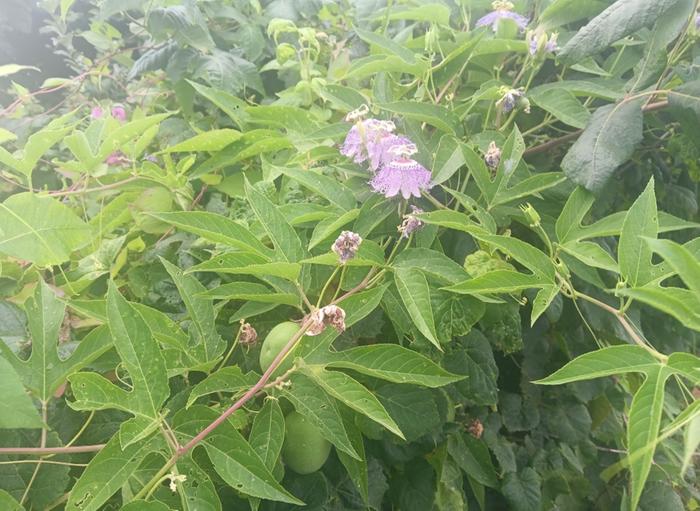 Fence line maypop
