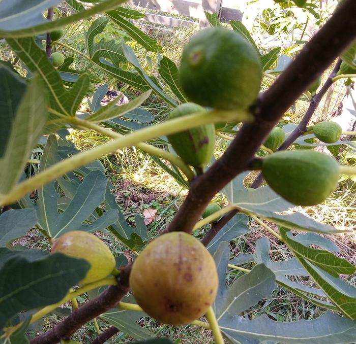 texas pink dawn fig