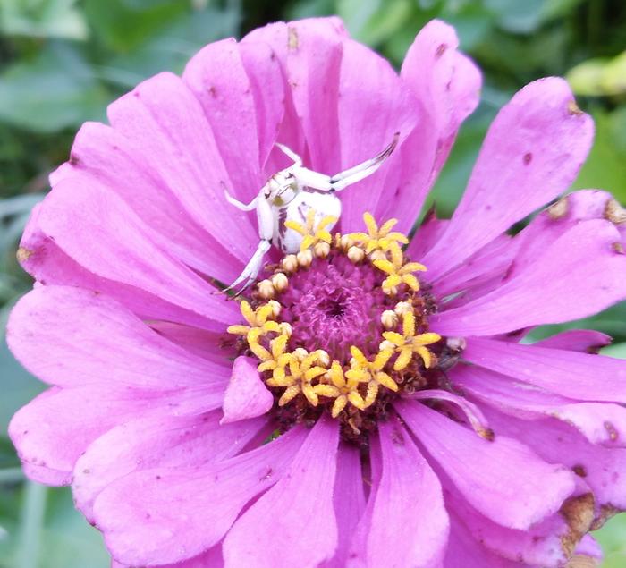 crab spider