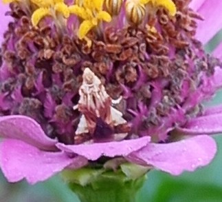 ambush bug