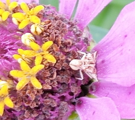 ambush bug