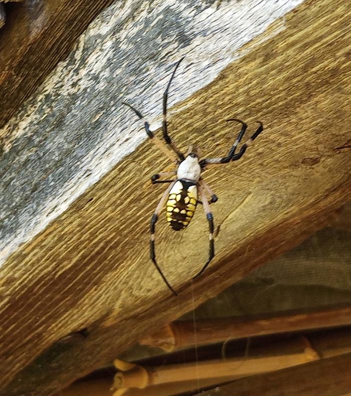 garden spider