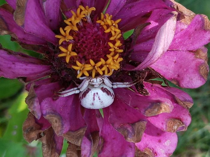 crab spider with purple stripes to match zinnia