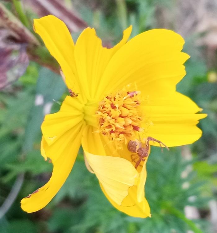 cosmos and crab spider