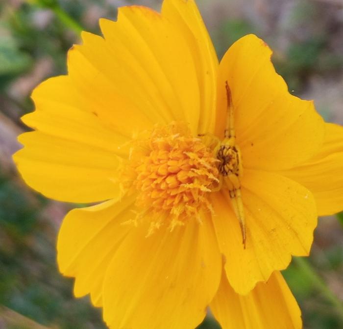 cosmos and crab spider