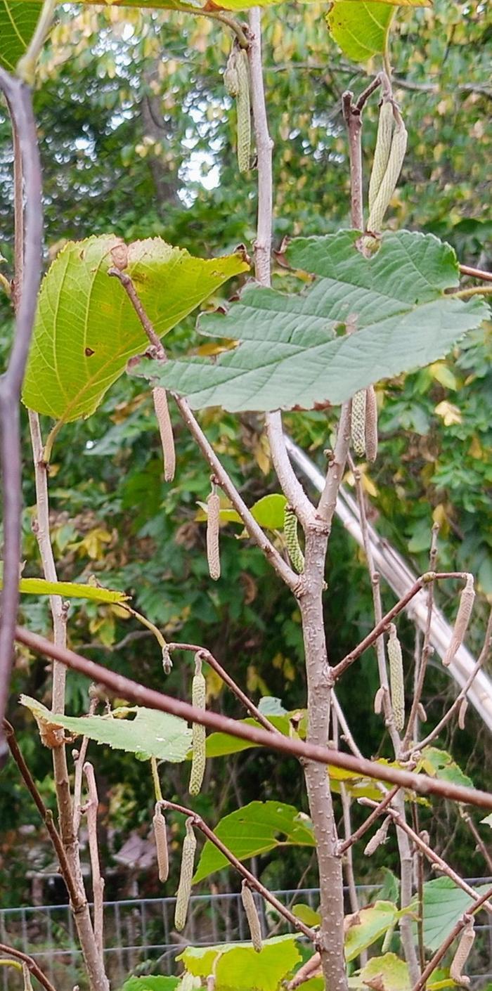 hazelnut catkins