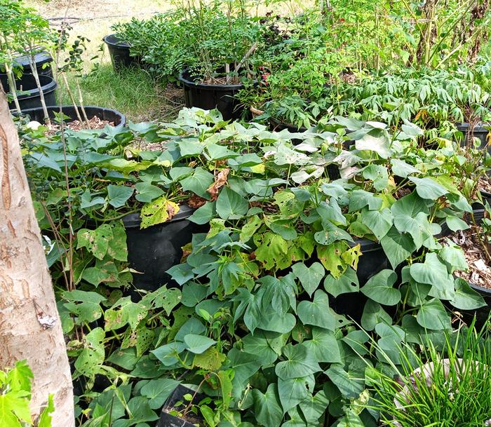 purple sweet potatoes in tubs