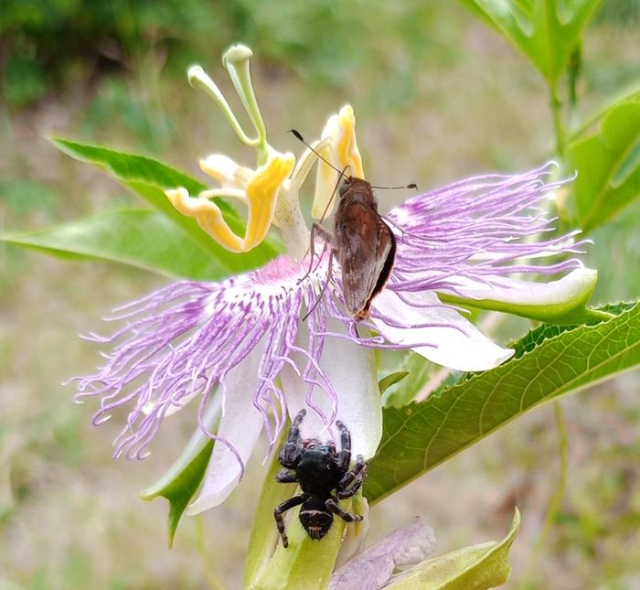passiflora incarnata flower, spider and skipper