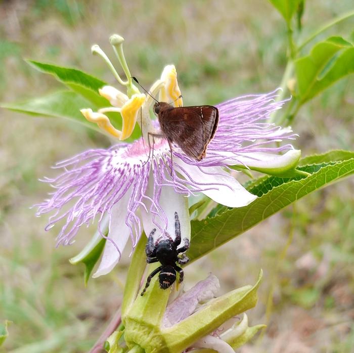 passiflora incarnata flower, spider and skipper