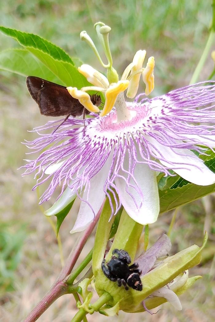 passiflora incarnata flower, spider and skipper