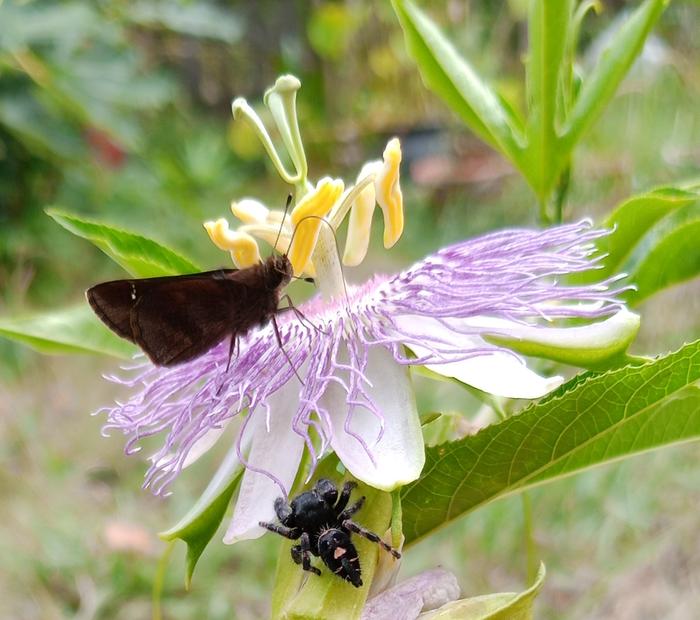 passiflora incarnata flower, spider and skipper