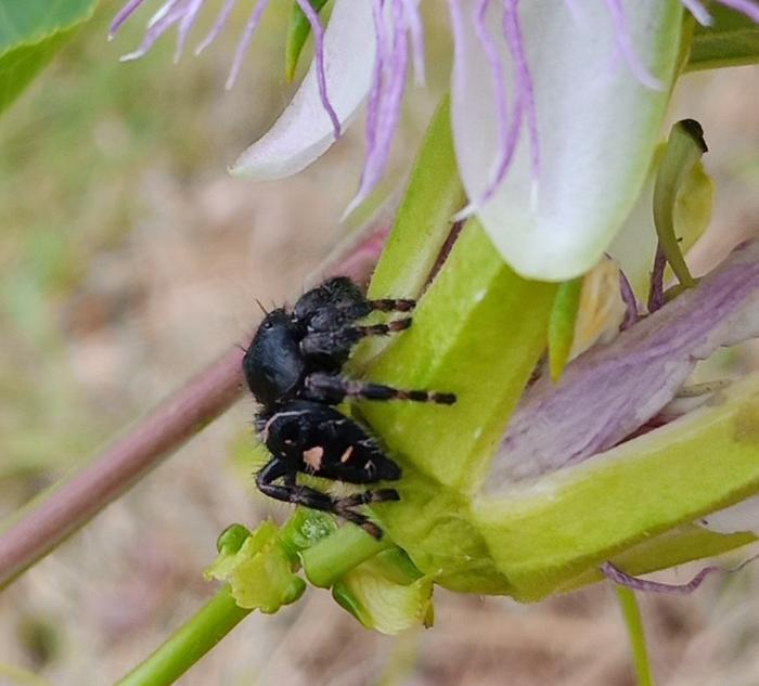 passiflora incarnata flower, spider and skipper