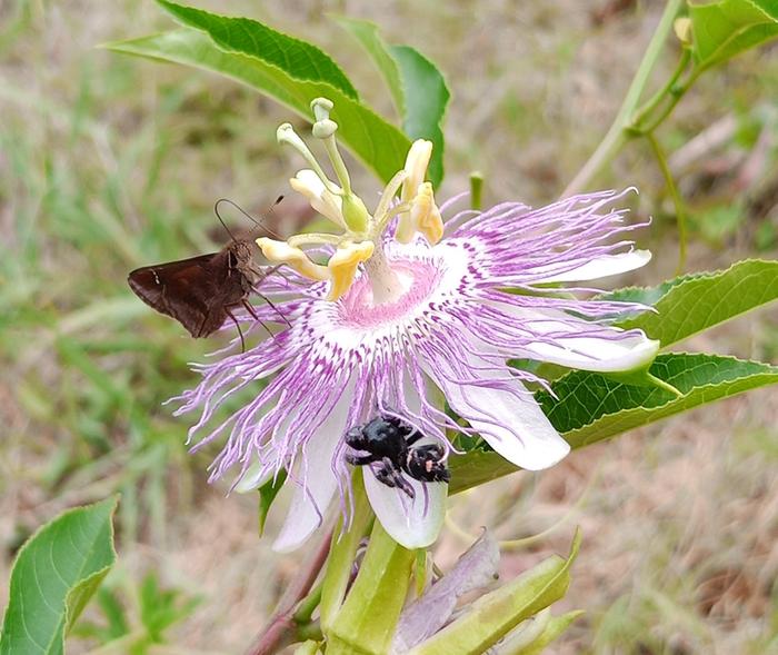 passiflora incarnata flower, spider and skipper