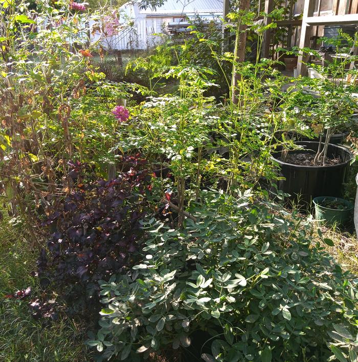 peanuts, perilla, zinnias,tithonia, moringa