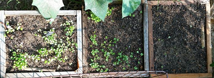 flats of arugula, kale and collards