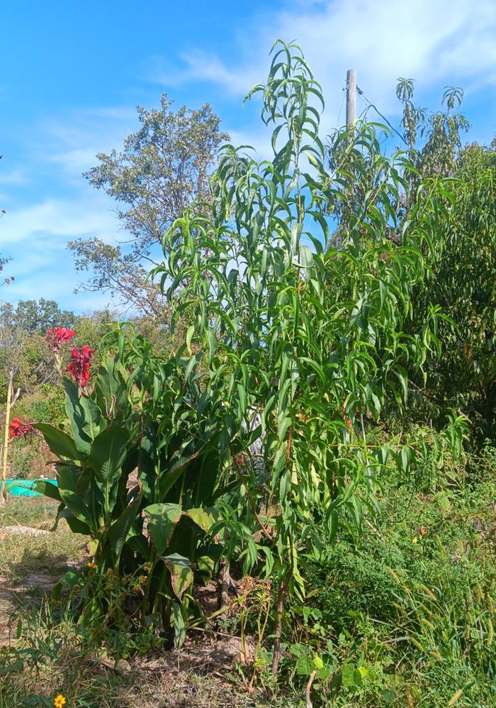 1st year Indian blood peach