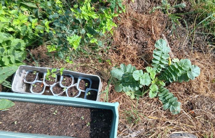 daikon directly seeded in August