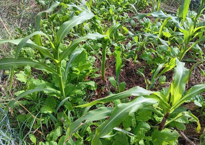 Turnip and corn sowed in late August 1 month old