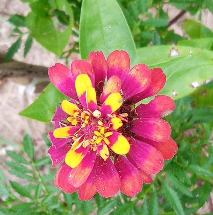 zinnia