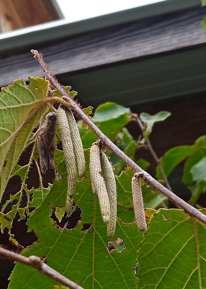 american hazelnut catkins