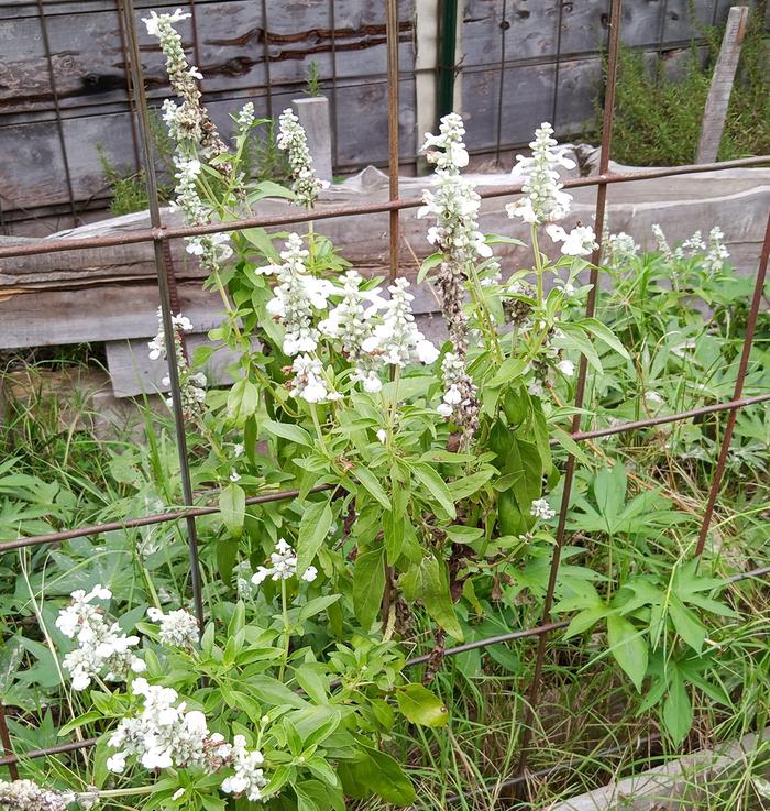'white' blue salvia from my saved seed