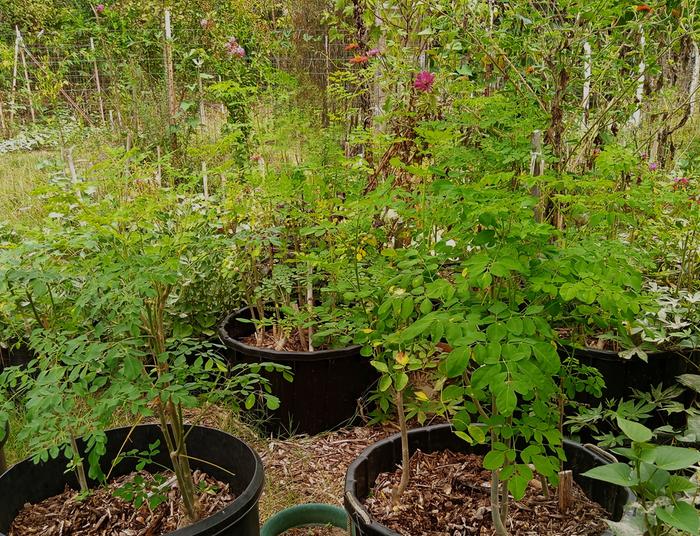 moringa