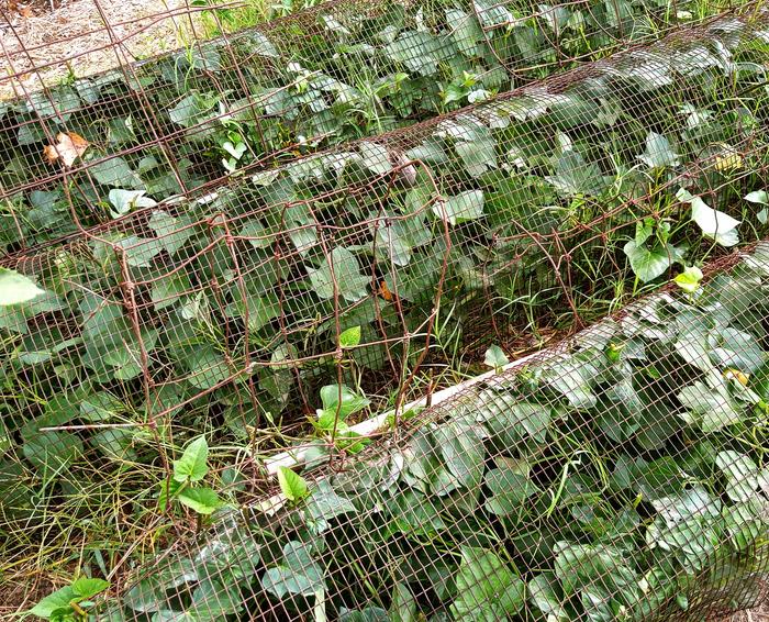 caged purple sweet potatoes