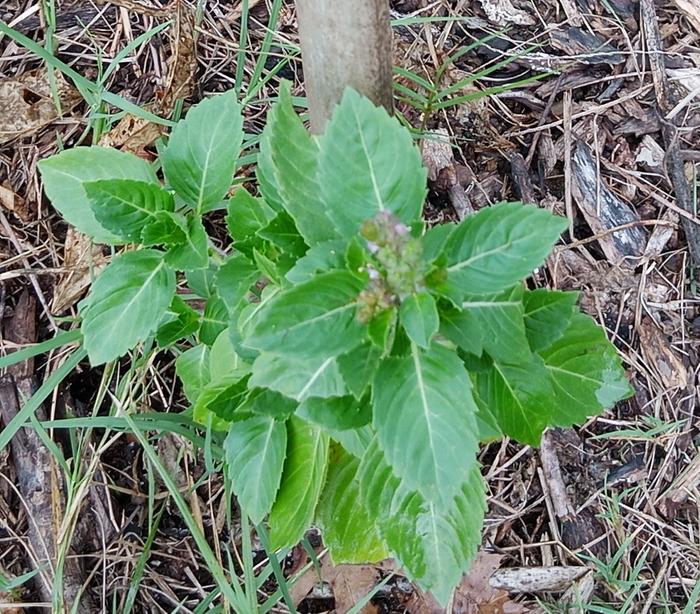 volunteer tulsi