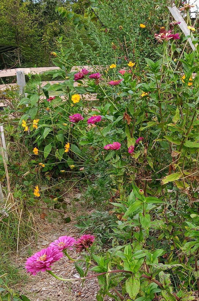 zinnias, cosmos, sweet potatoes....