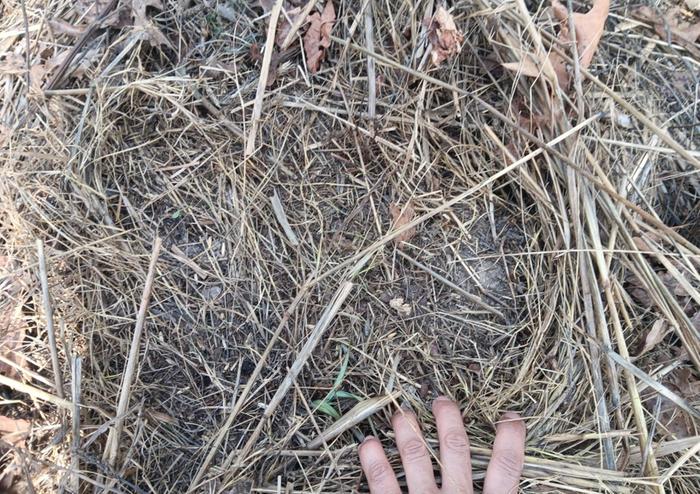 Oat seeds still sitting on parched ground under mulch