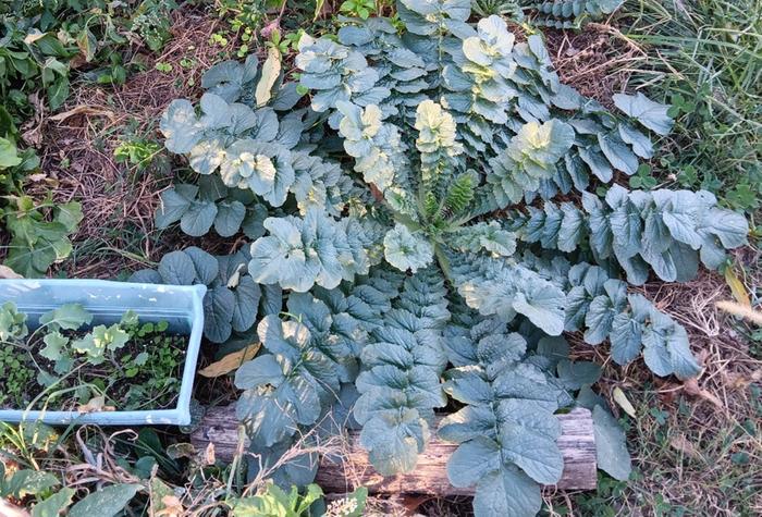 Sakurajima daikon is heat tolerant 