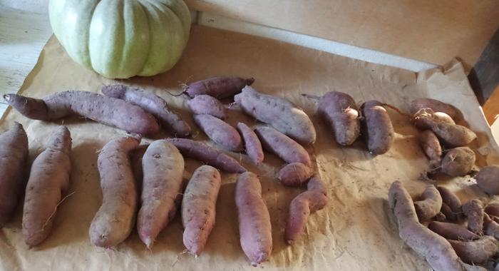 first purple sweet potatoes