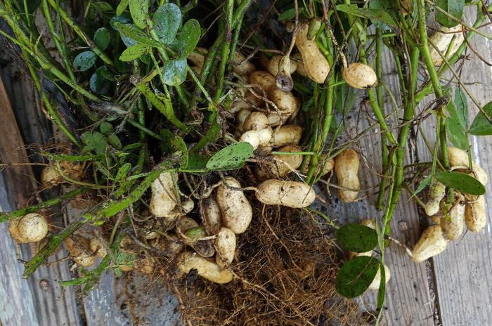 first peanuts
