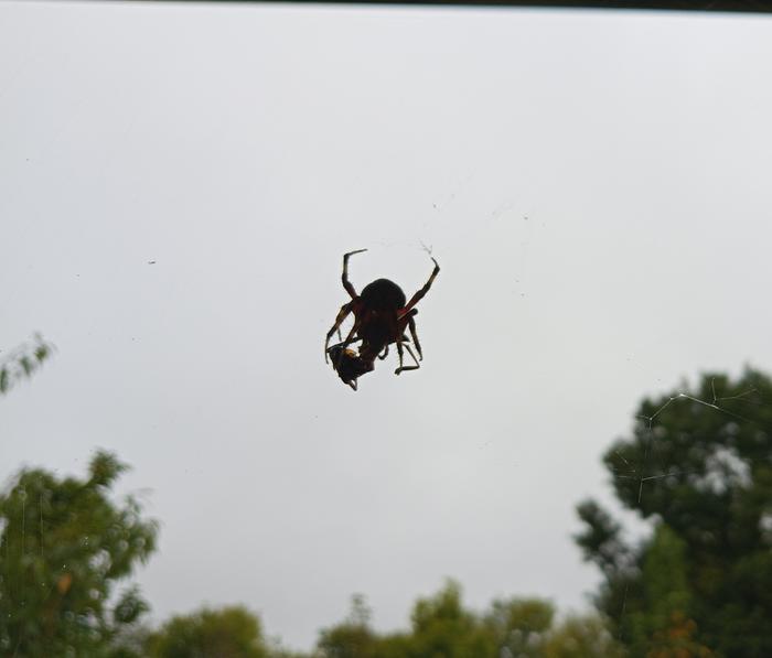 porch spider with breakfast