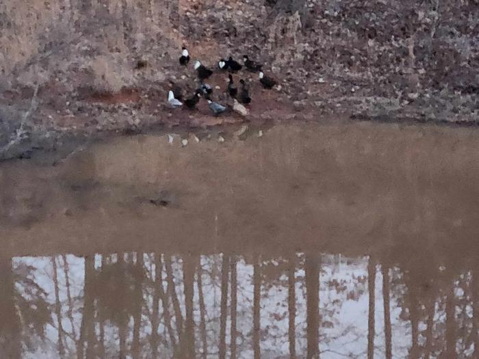Look who FINALLY found the pond!!