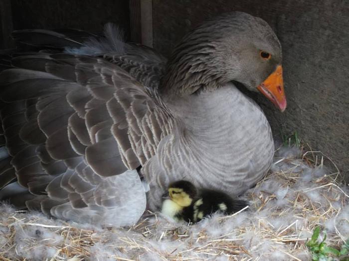 [Thumbnail for goosey-and-duckling.jpg]