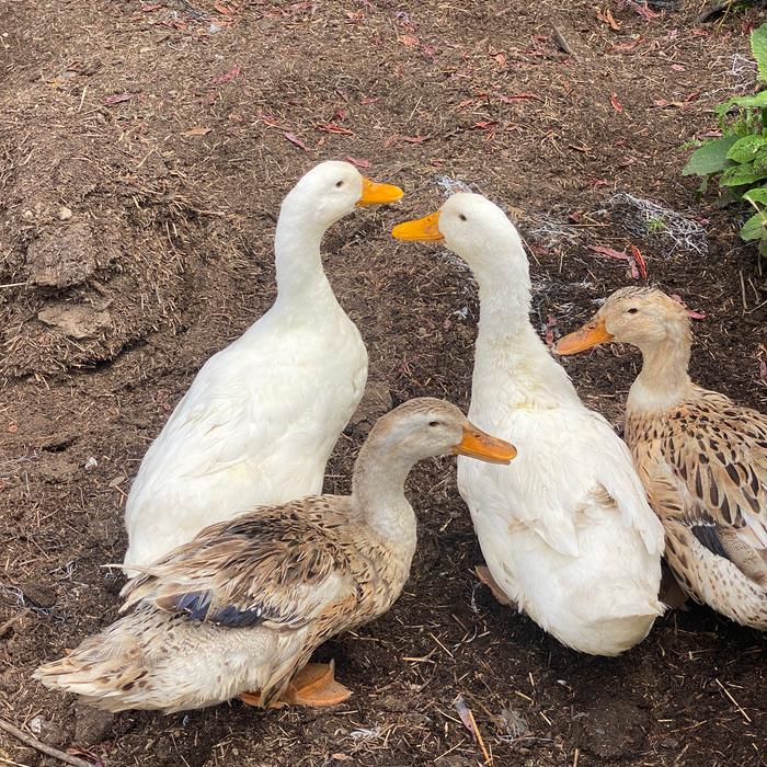 [Thumbnail for IMG_E1045-cheeky-ducks.JPG]