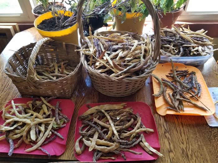 dry bean pods
