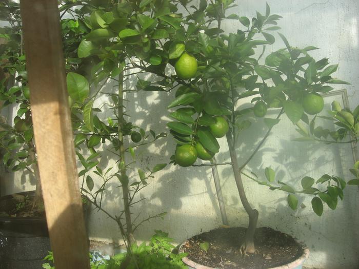 [Thumbnail for IMG_3129.JPG]