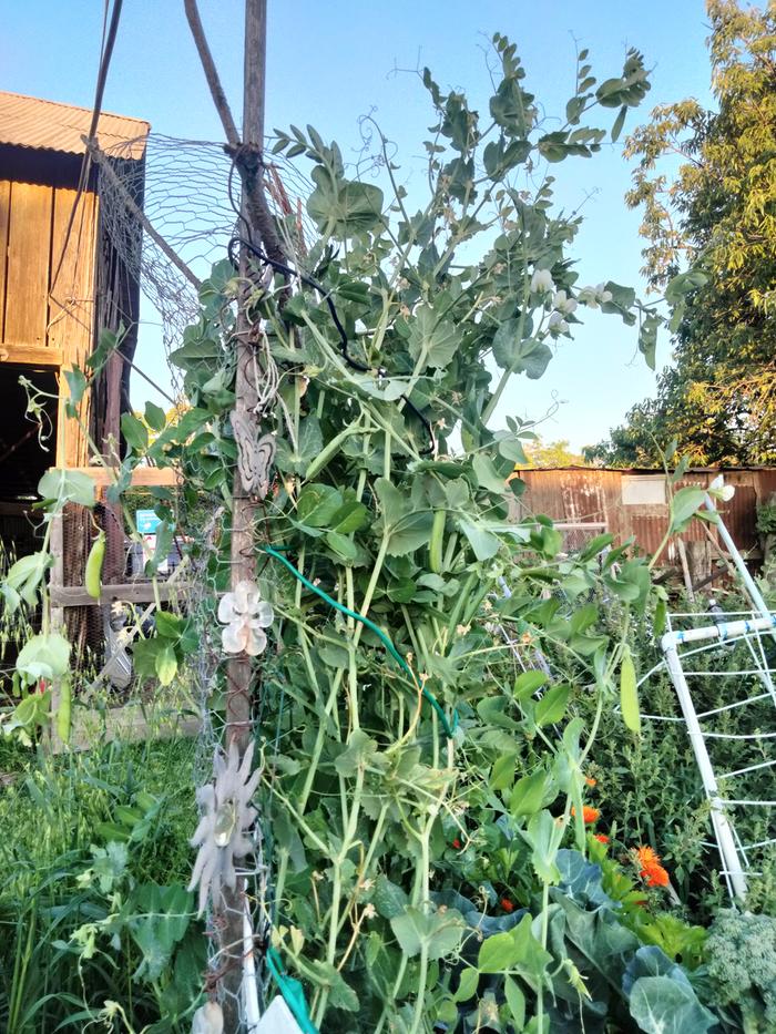 [Thumbnail for IMG20250418192745.jpg]